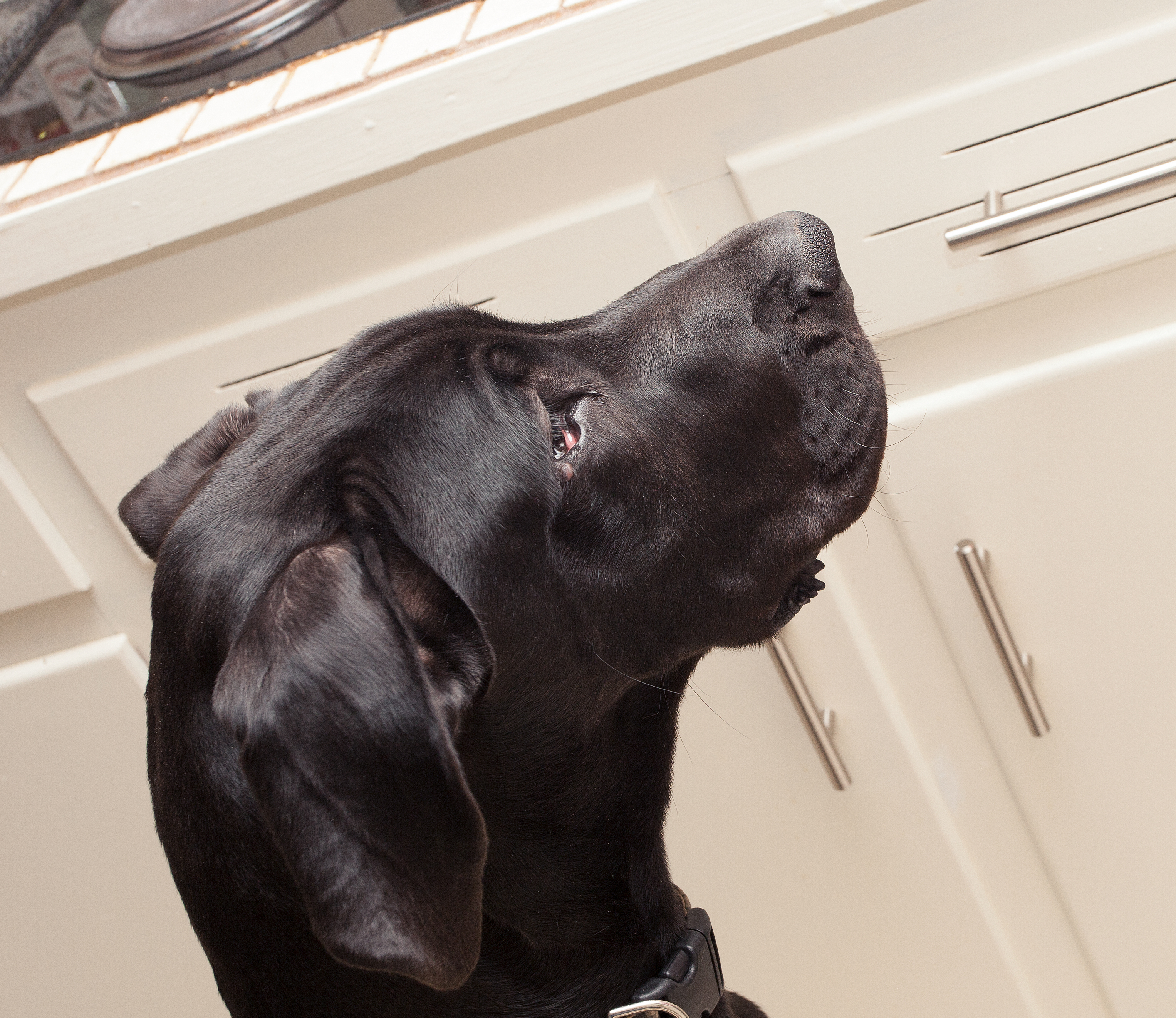 Hysterics Over How Great Dane Acts After Eating ‘Special’ Chocolate