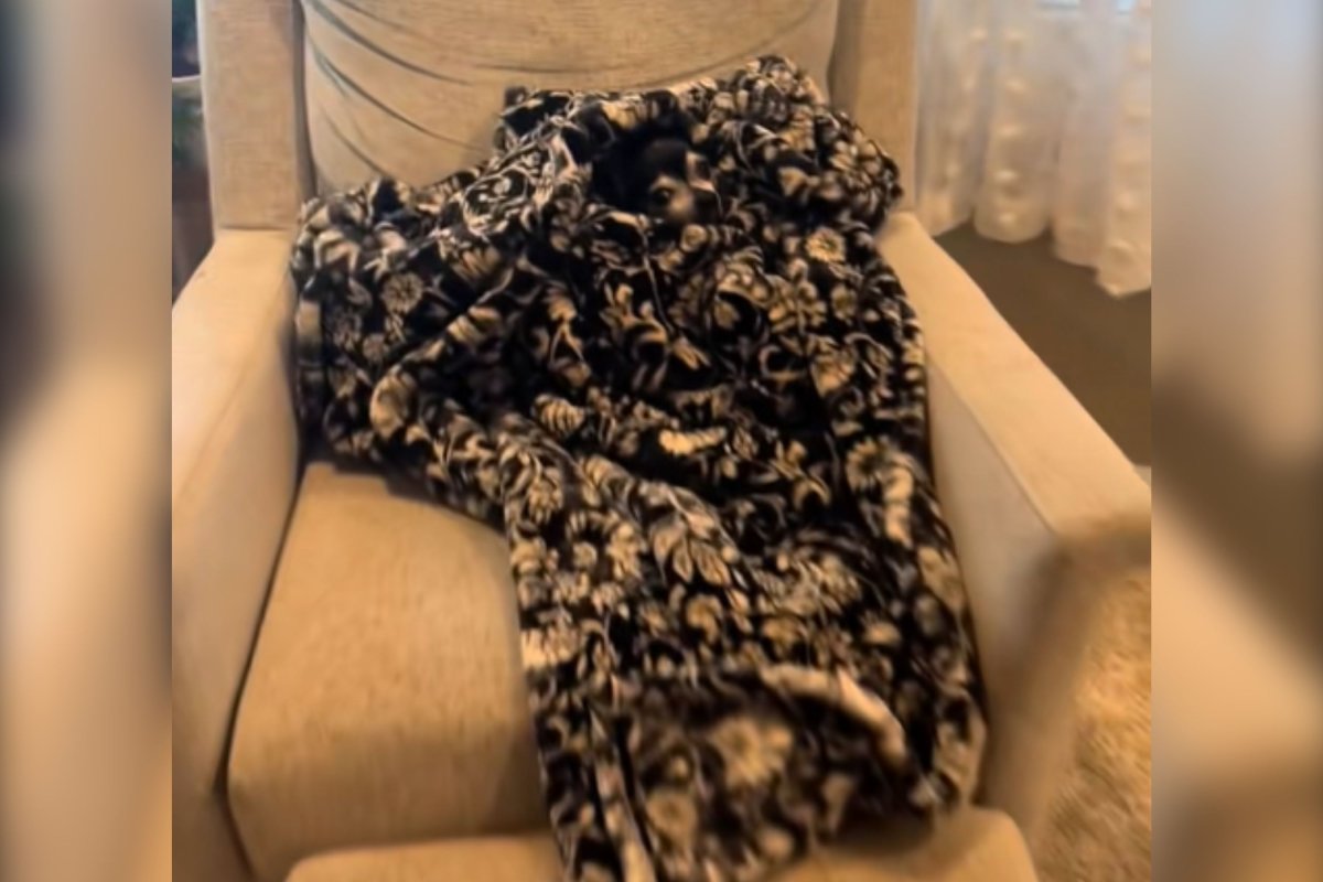 Dog hidden in a blanket