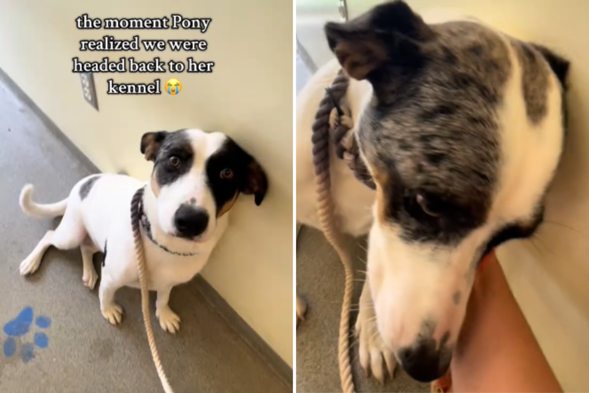 Pony the dog