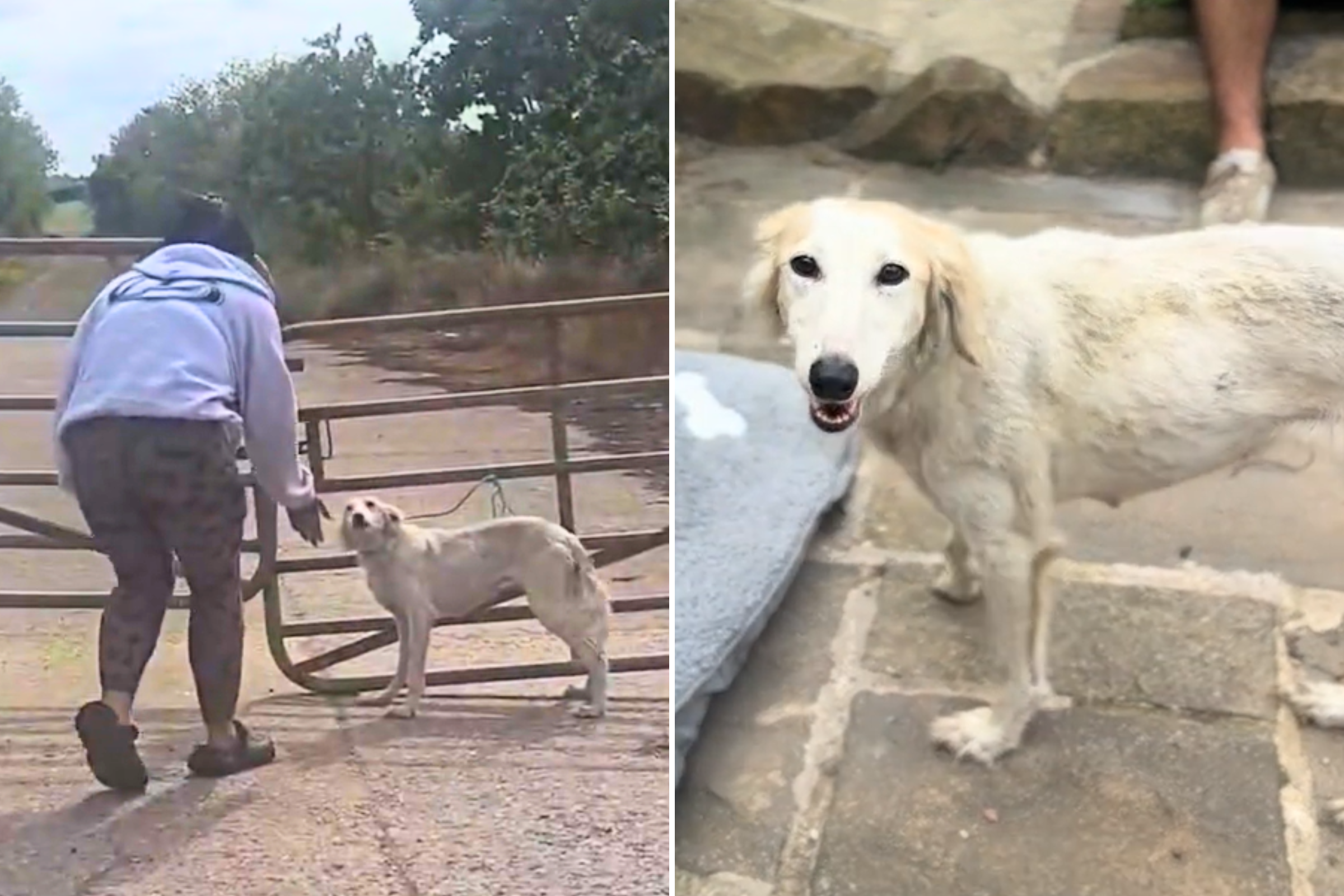 Woman Finds Abandoned Dog Tied to Gate—She Knows What to Do Next