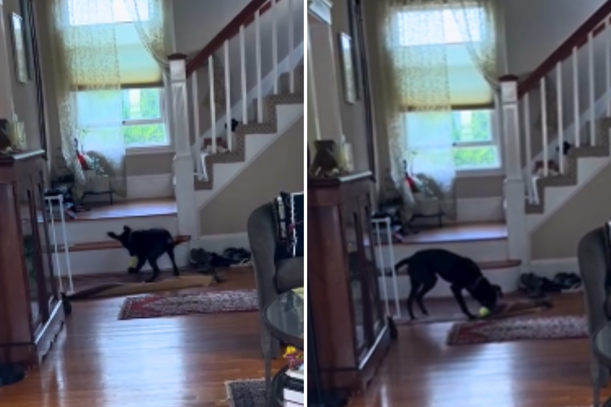 Mort fixes the rug