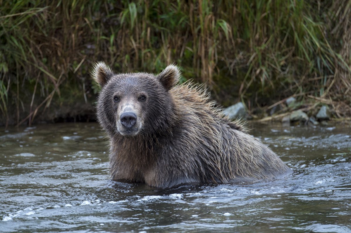 Alaska bear alcatraz
