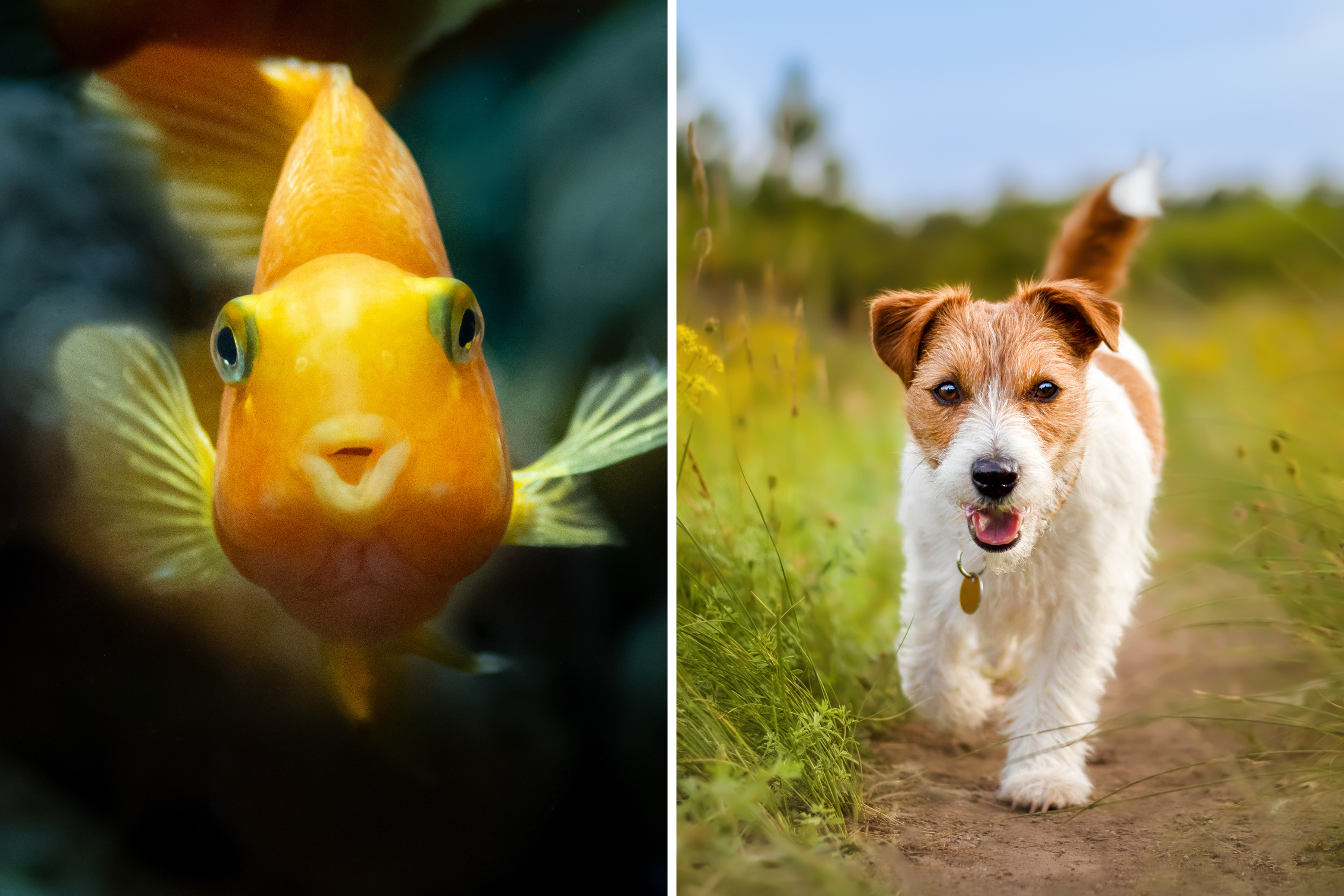 newsweek.com - Melissa Fleur Afshar - Owners asked which pets they'd never own again-no one prepared for answers
