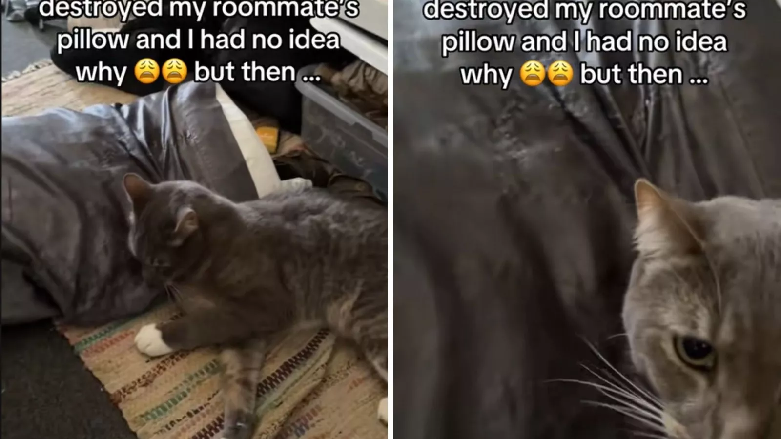 Woman texts roomie cat "destroyed" pillow -- unprepared for what she replies