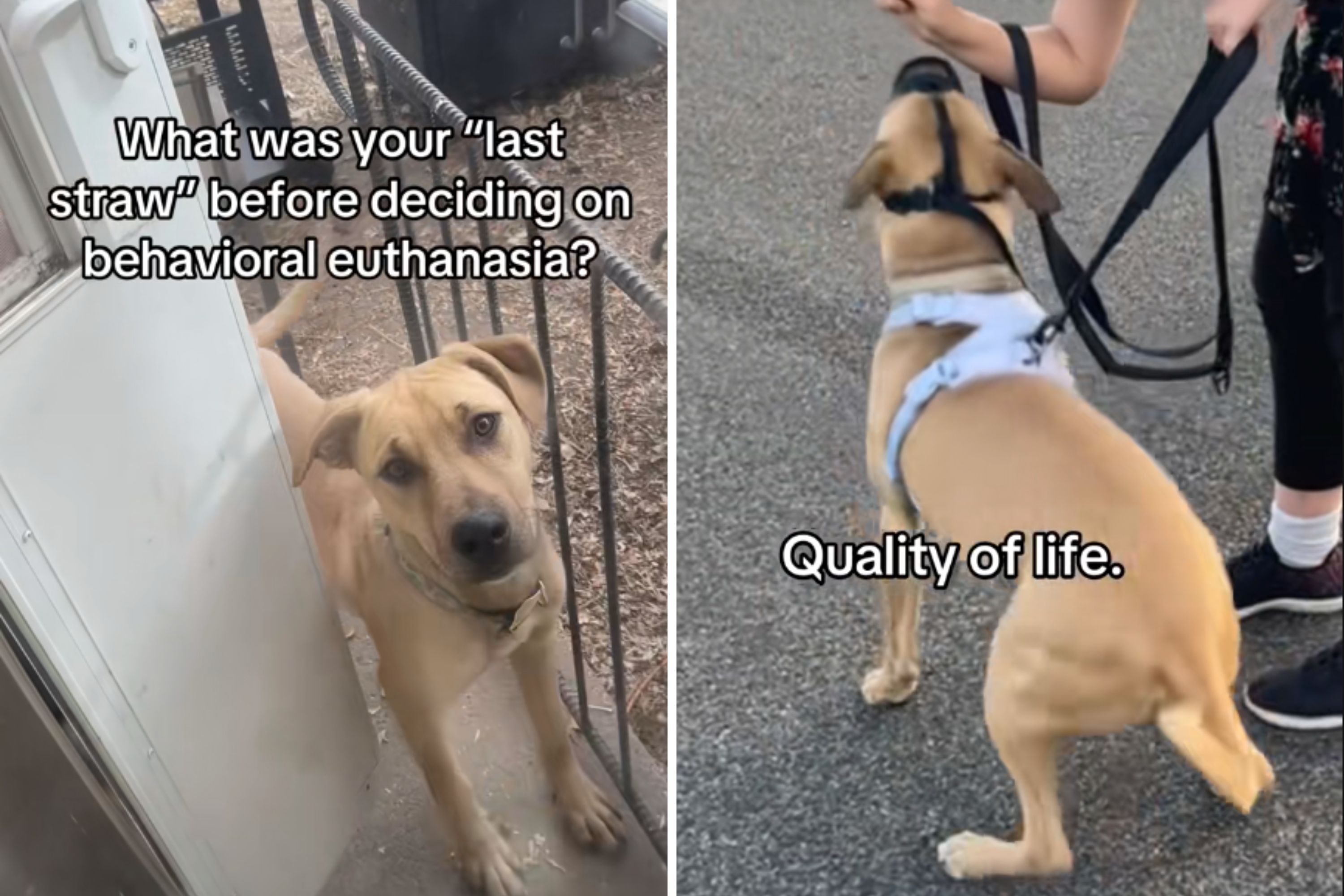 Woman Defends Hardest Decision to Euthanize Dog Over Behavior