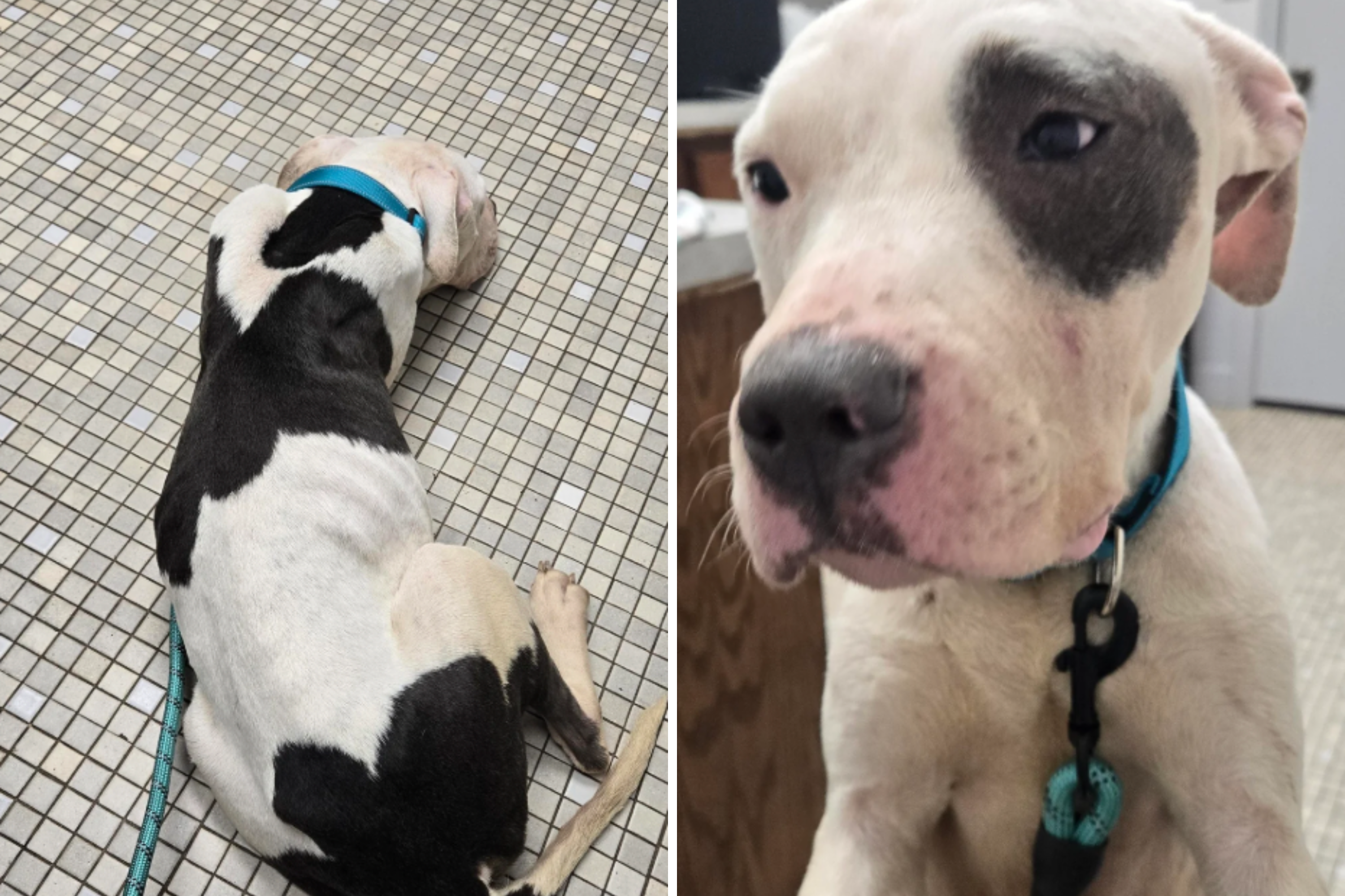 Woman Rescues Traumatized Pit Bull—Heart Breaks at What Vet Tells Her