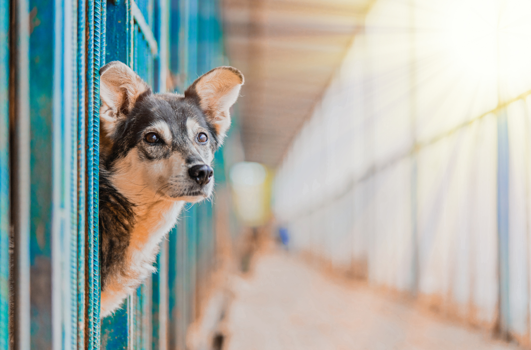 Dog Surrendered To Shelter Ignored at Adoption Event—Then Someone Saw Him