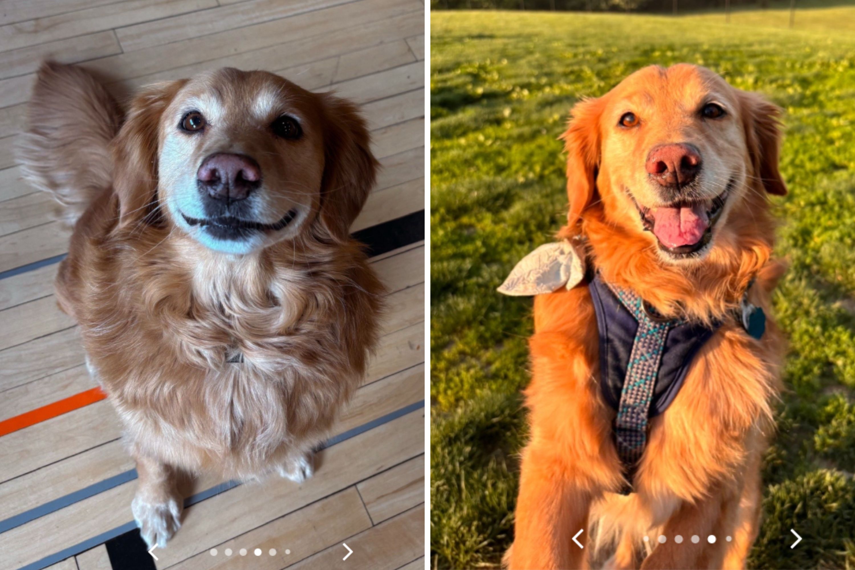 Woman Meets Shelters Oldest Dog—Makes Her Best Spontaneous Decision Ever