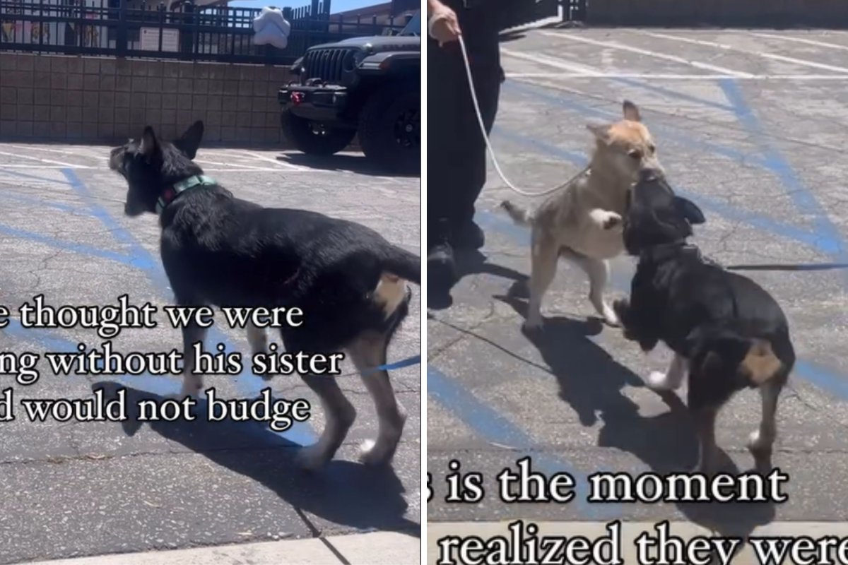 Bonded pair of dogs