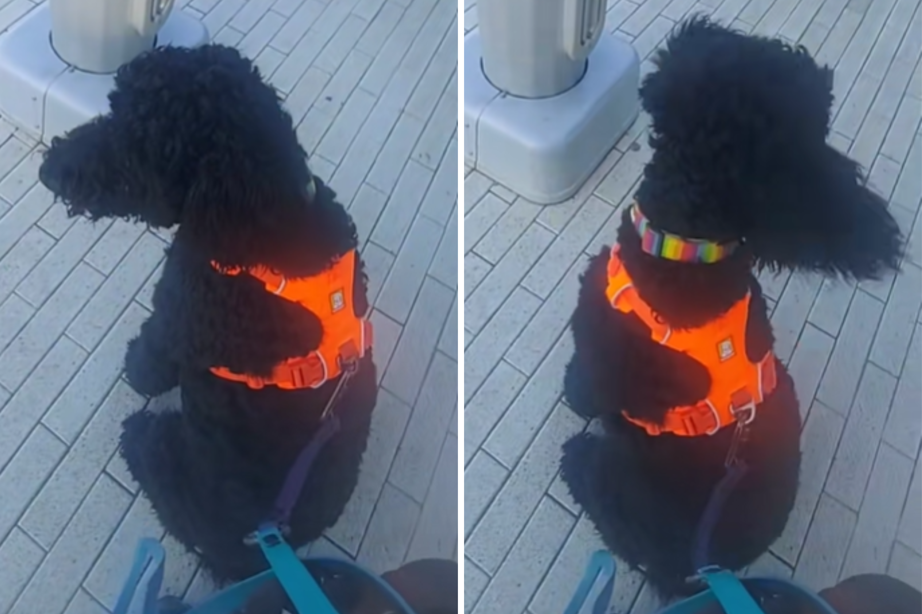 Therapy Dog in Training ‘Confused’ As Invisible Man Gives Him Commands