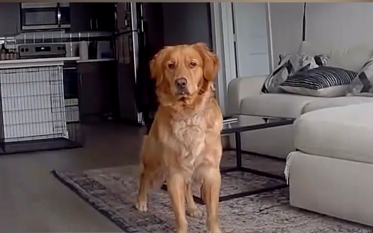 Frank the Golden Retriever was surprised.