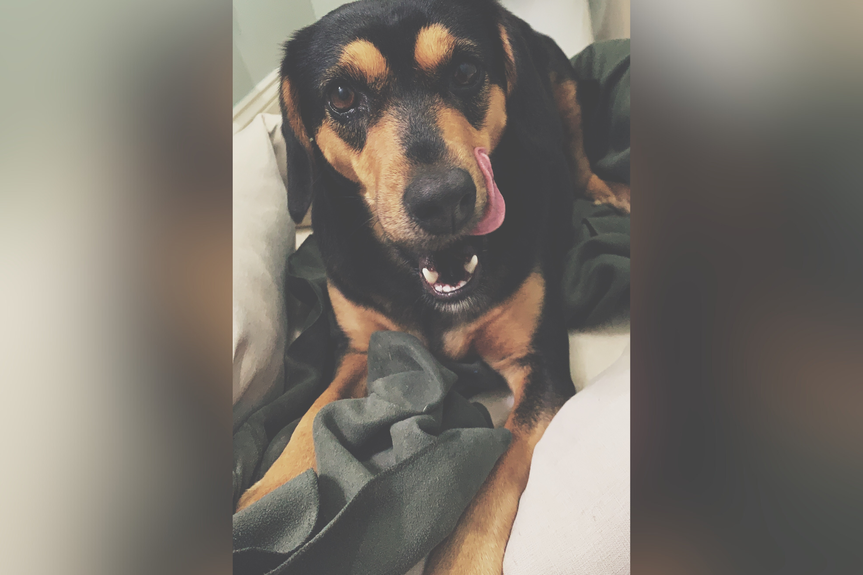 Woman Gives Dog Parmesan on Breakfast, What Happens Next Goes Viral