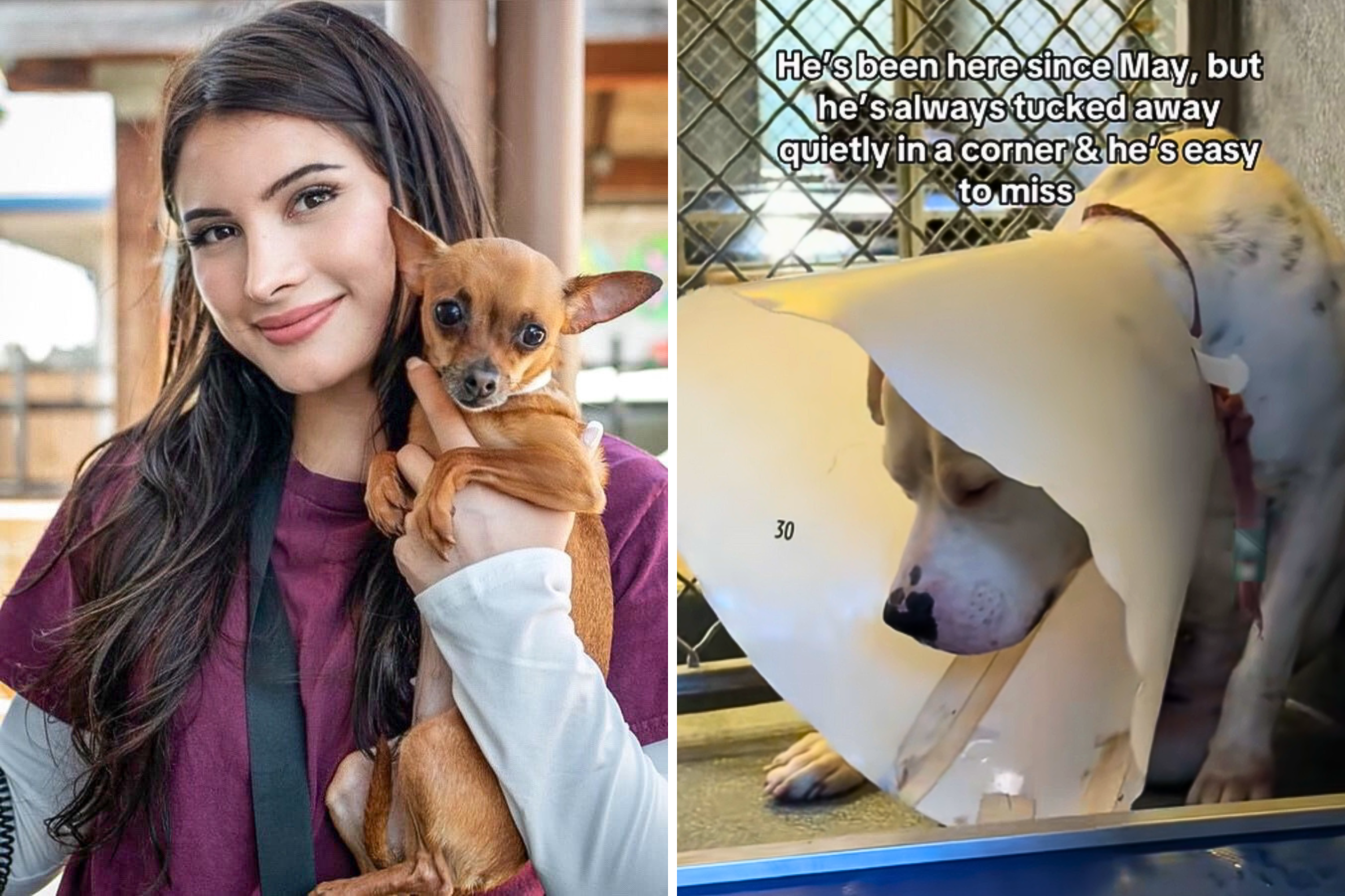 newsweek.com - Melissa Fleur Afshar - Terrified shelter dog was about to be euthanized-then someone saw him