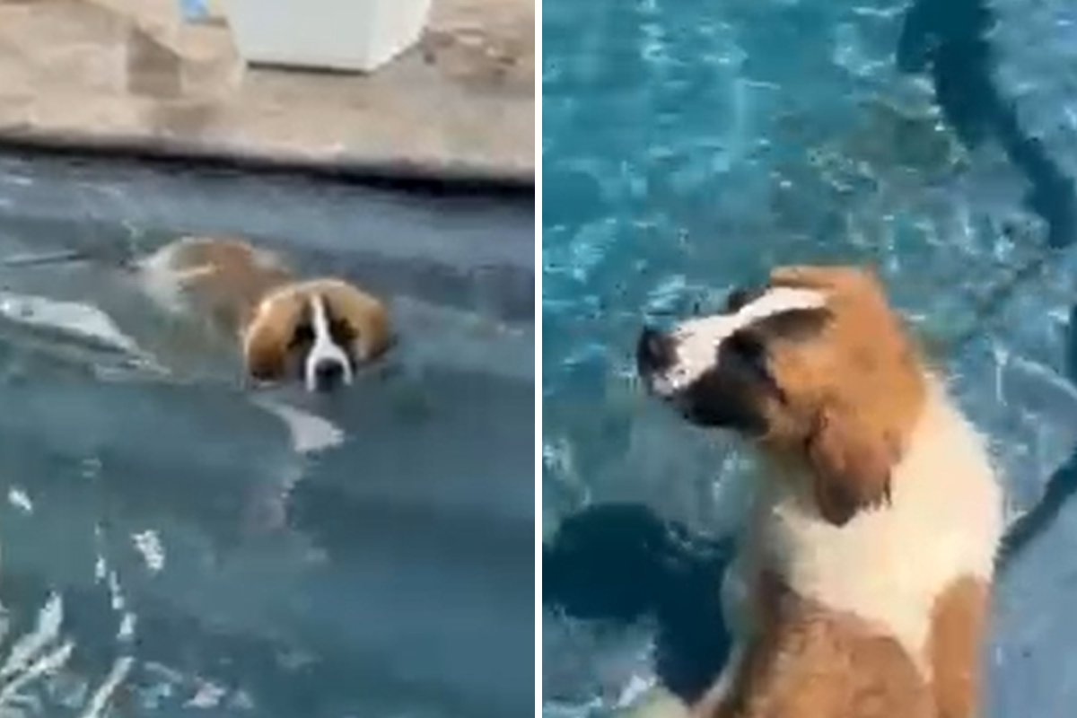 Great Pyrenees mix swimming