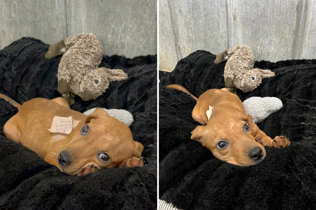 Baby the dog