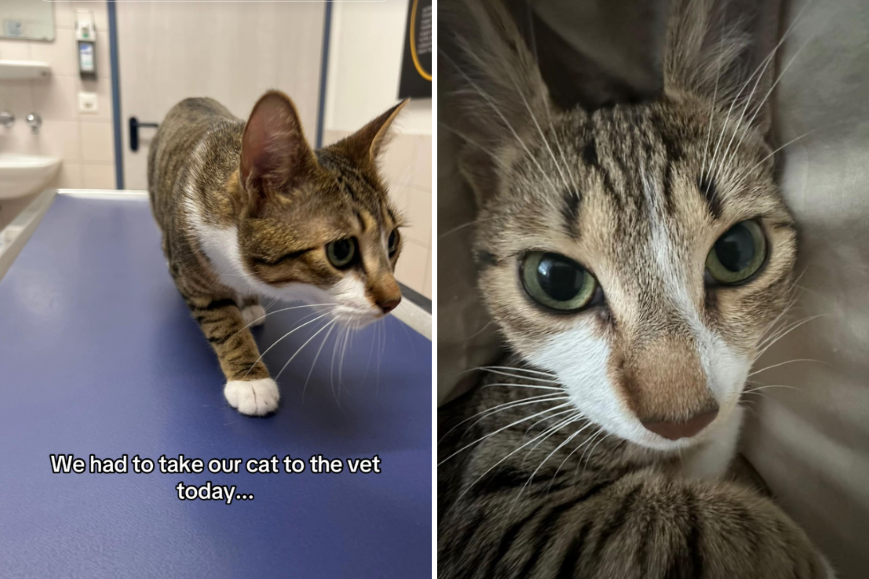 Couple Bring Cat To Vet, Realize Something Heartbreaking Once They Arrive