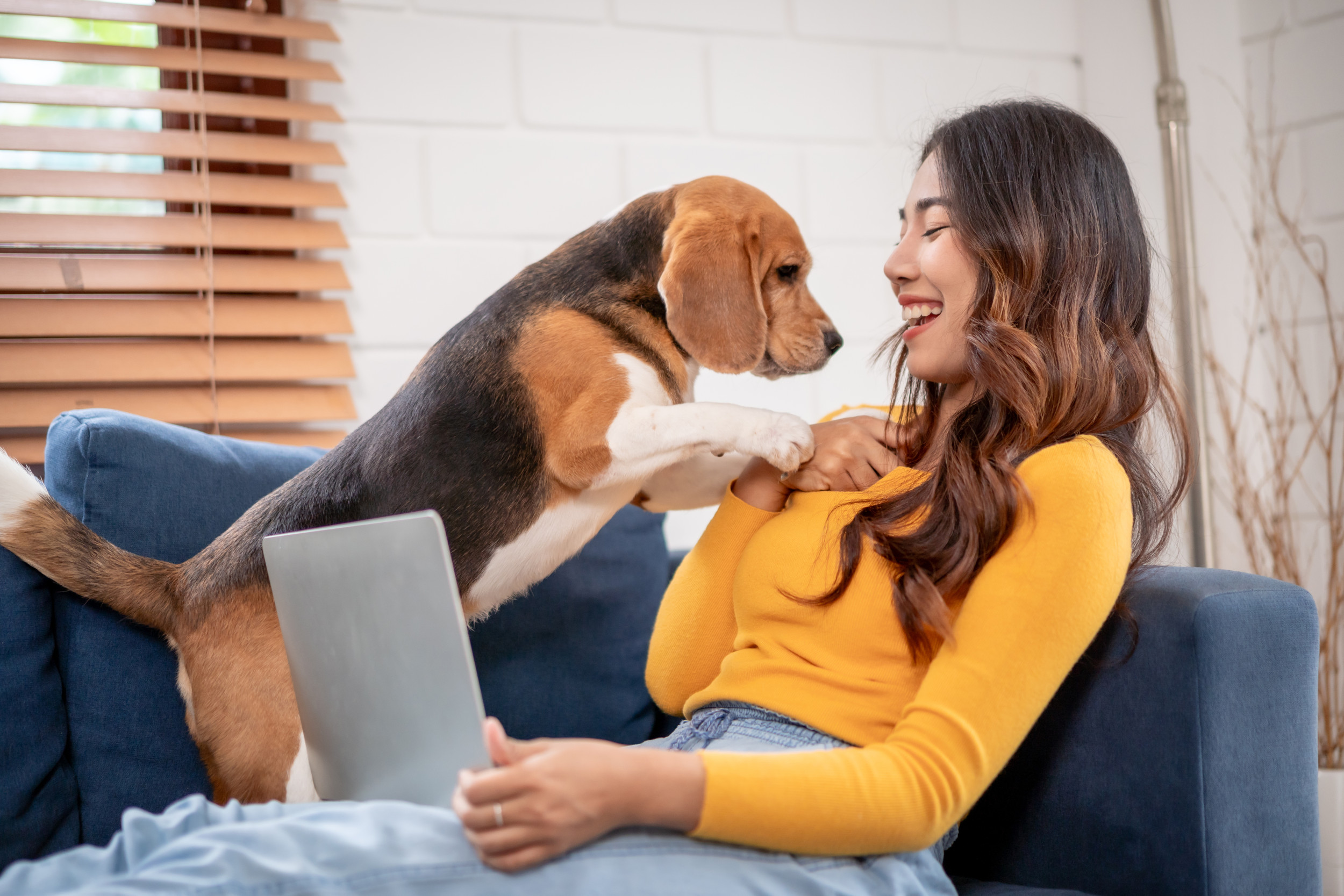 Dog Owner Tries To Work From Home but Theres a Problem: Cuddle Hours
