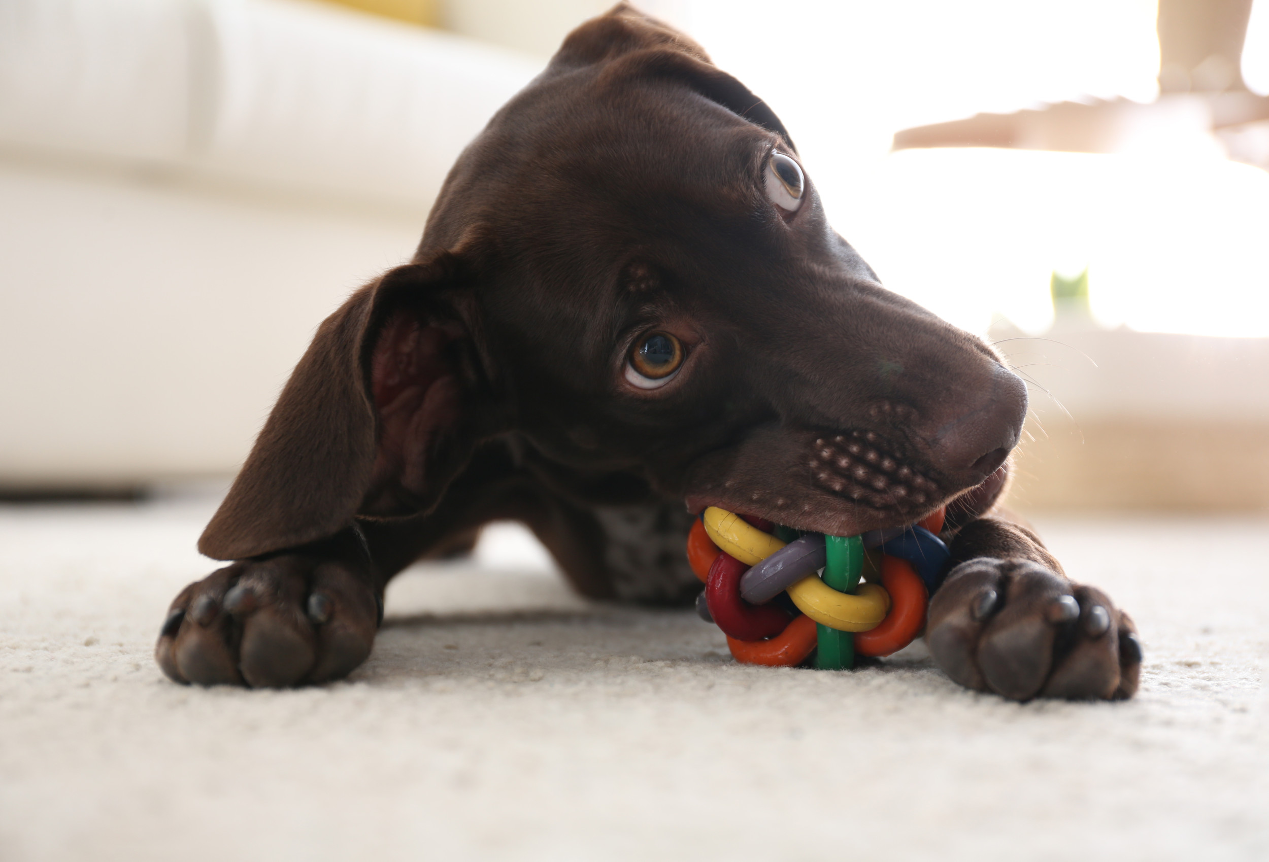 Dog's Trick to Keep Toys From Visiting Friend Has Internet in Stitches -  Newsweek