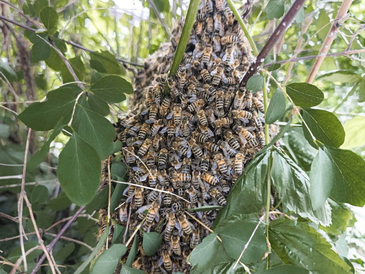 bees-germany.jpg?w=1200&f=9e7cfddd1c63e10b99490e1d675304ab