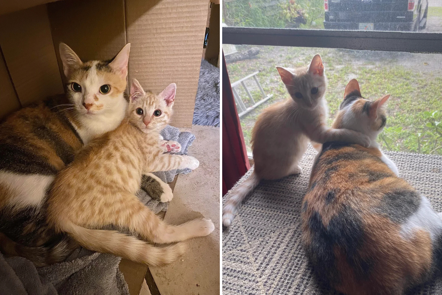 Owner Feared Cat Wouldnt Accept Rescue Kitten—Photos Say It All