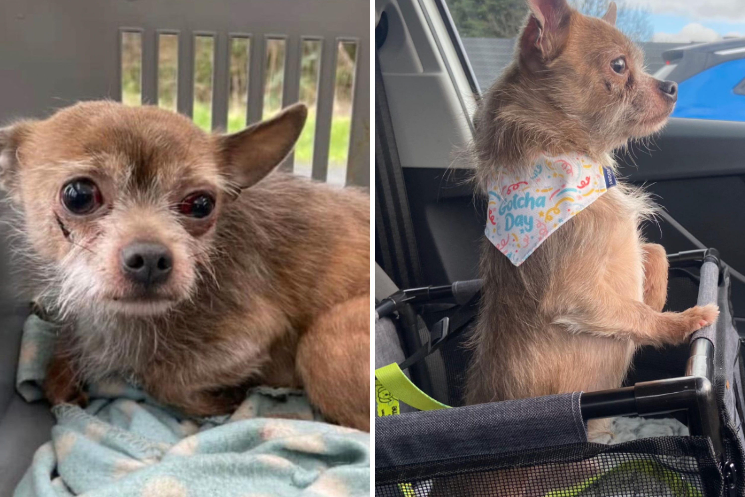 Woman Finds Sick Chihuahua Dumped in Crate, Knows What She Needs To Do