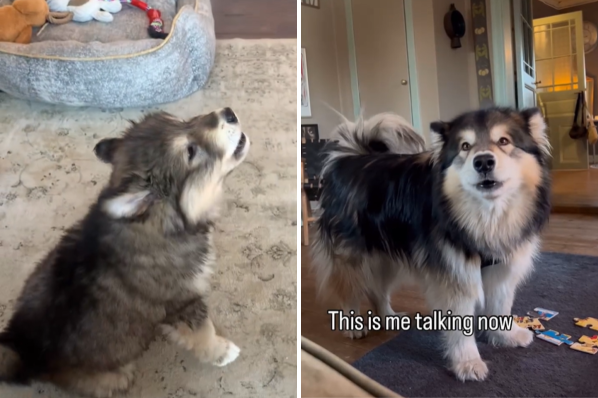 Alaskan malamute barks