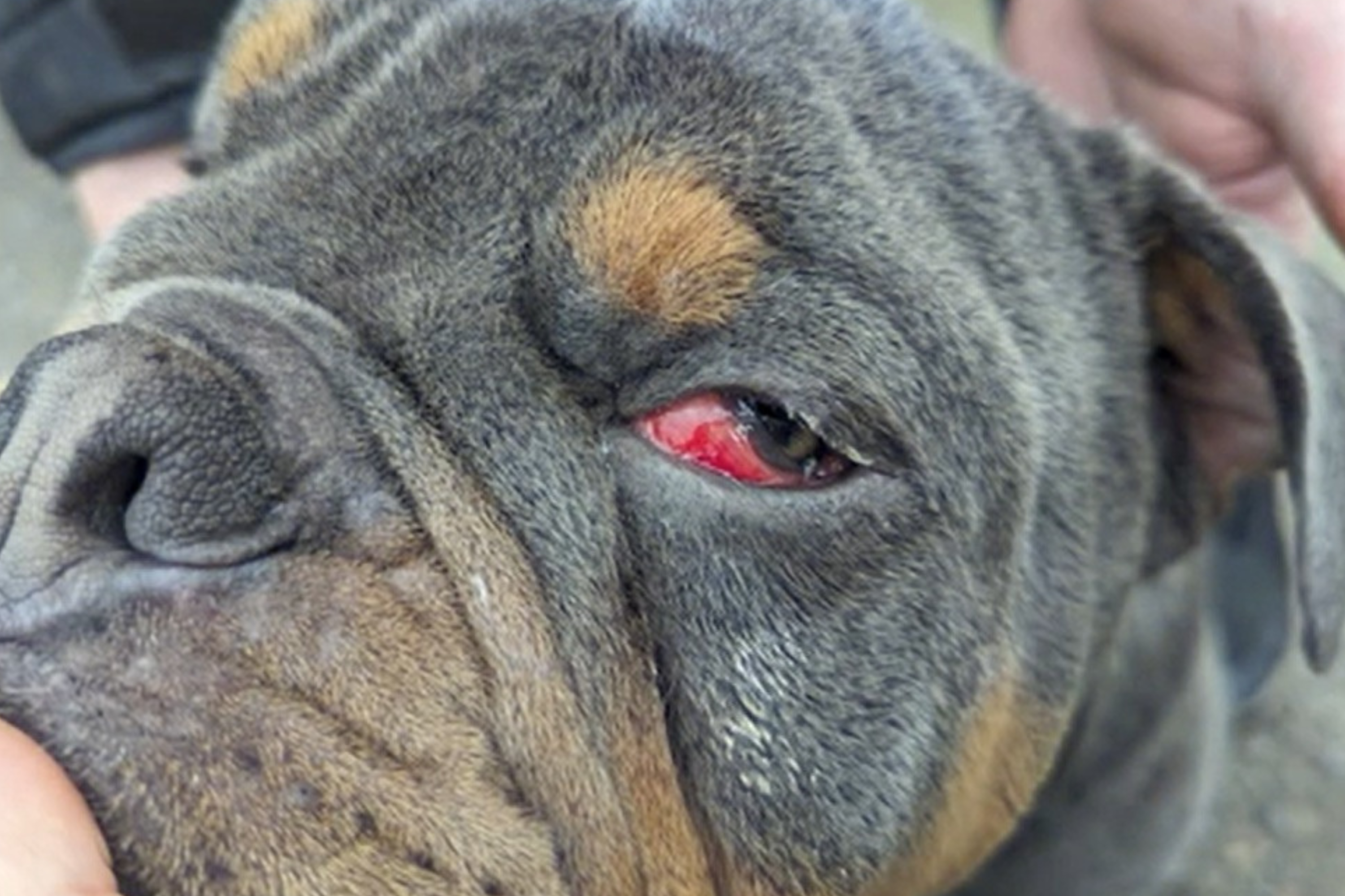 Puppy Discovered After Months of Heartbreaking Abuse Finally Safe