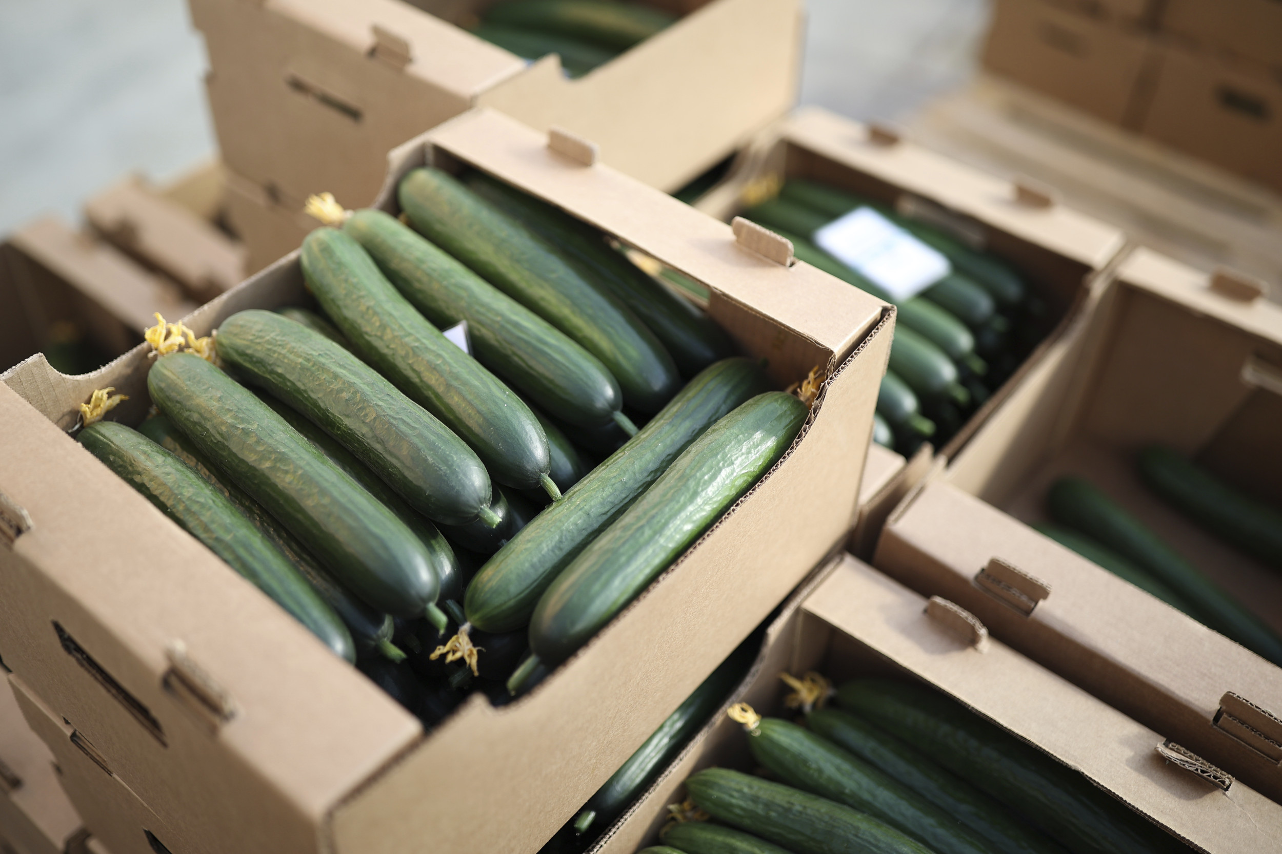 FDA Issues Highest Risk Warning For Cucumber Recall