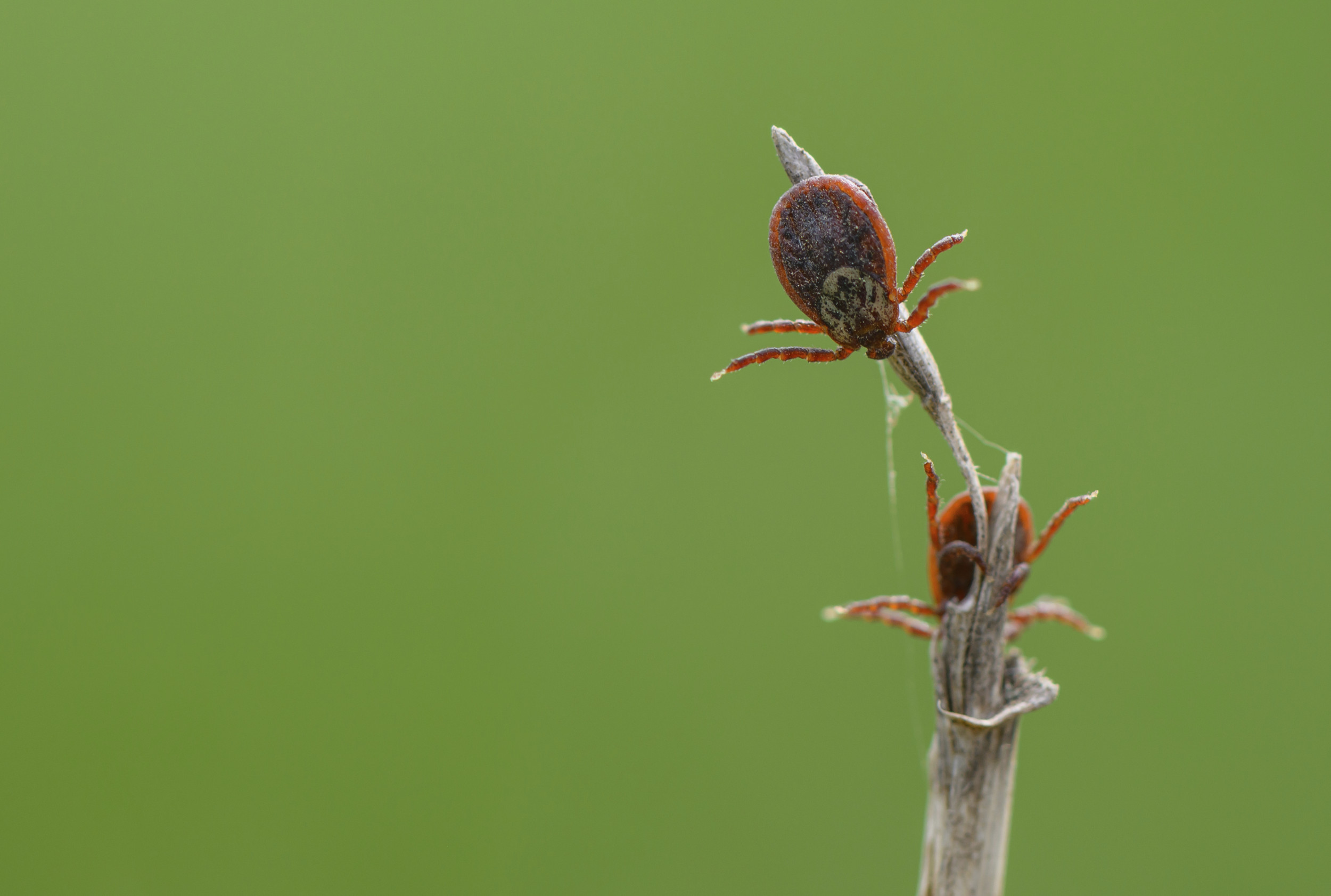 Experts Warn of Spreading Tick Bite Disease