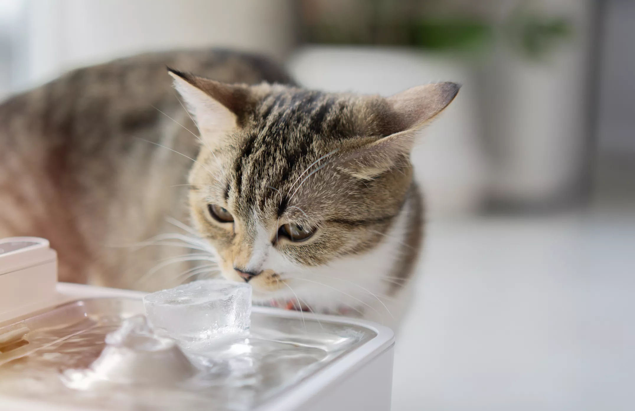 Why Does My Cat Move Her Water Bowl: Surprising Reasons Explained