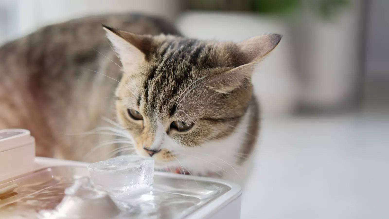 Why Does My Cat Move Her Water Bowl: Surprising Reasons Explained
