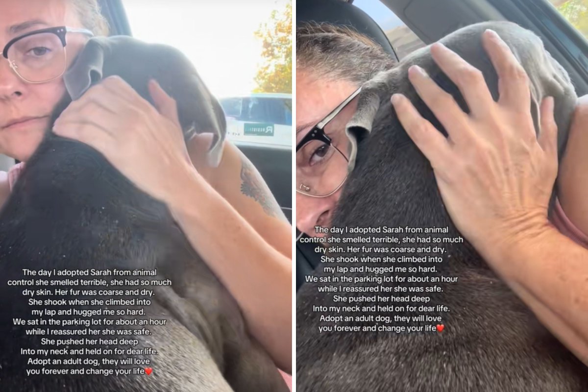 Pit bull hugs adopter