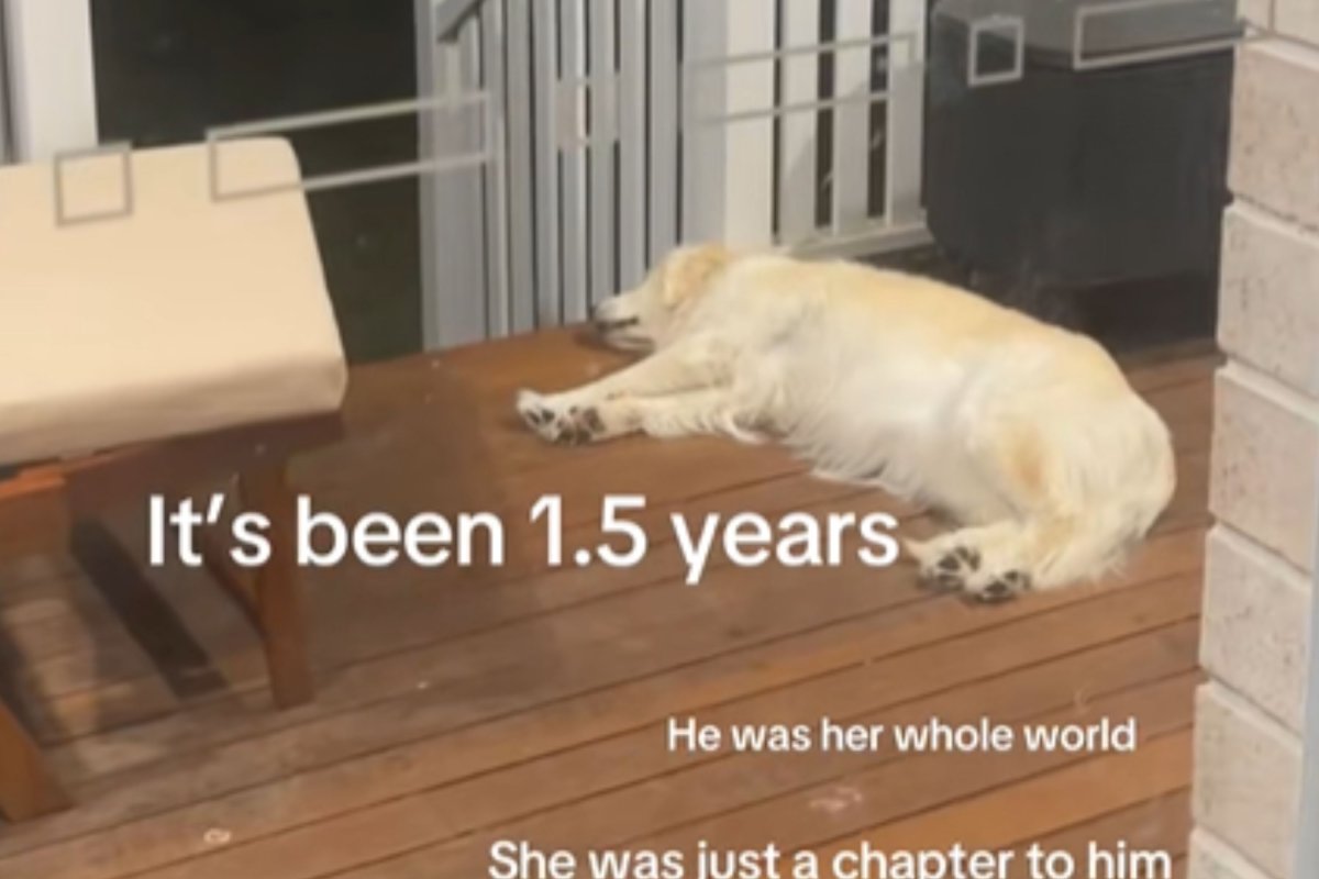 Golden Retriever Still Waits for Dog Dad to Come Home a Year After Breakup