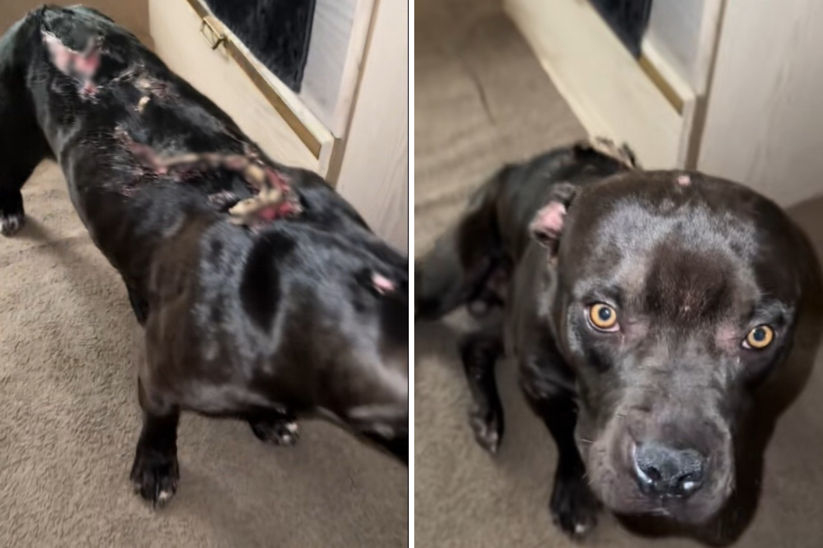Abused dog 
