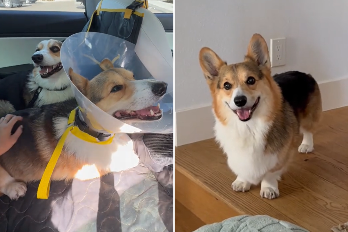 Brady the corgi