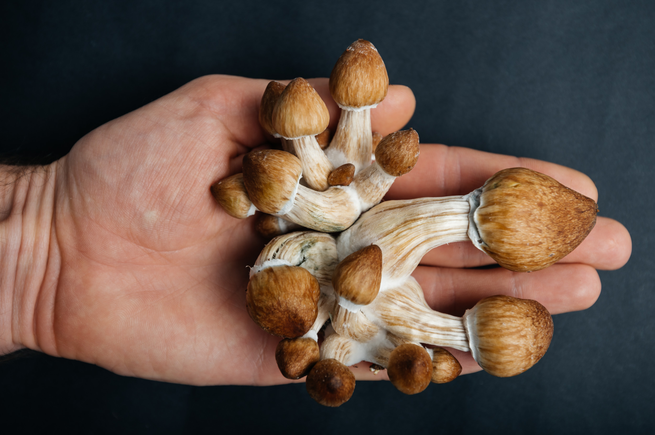 Psilocybin Extends Lifespan, Improves Health in Mice Study