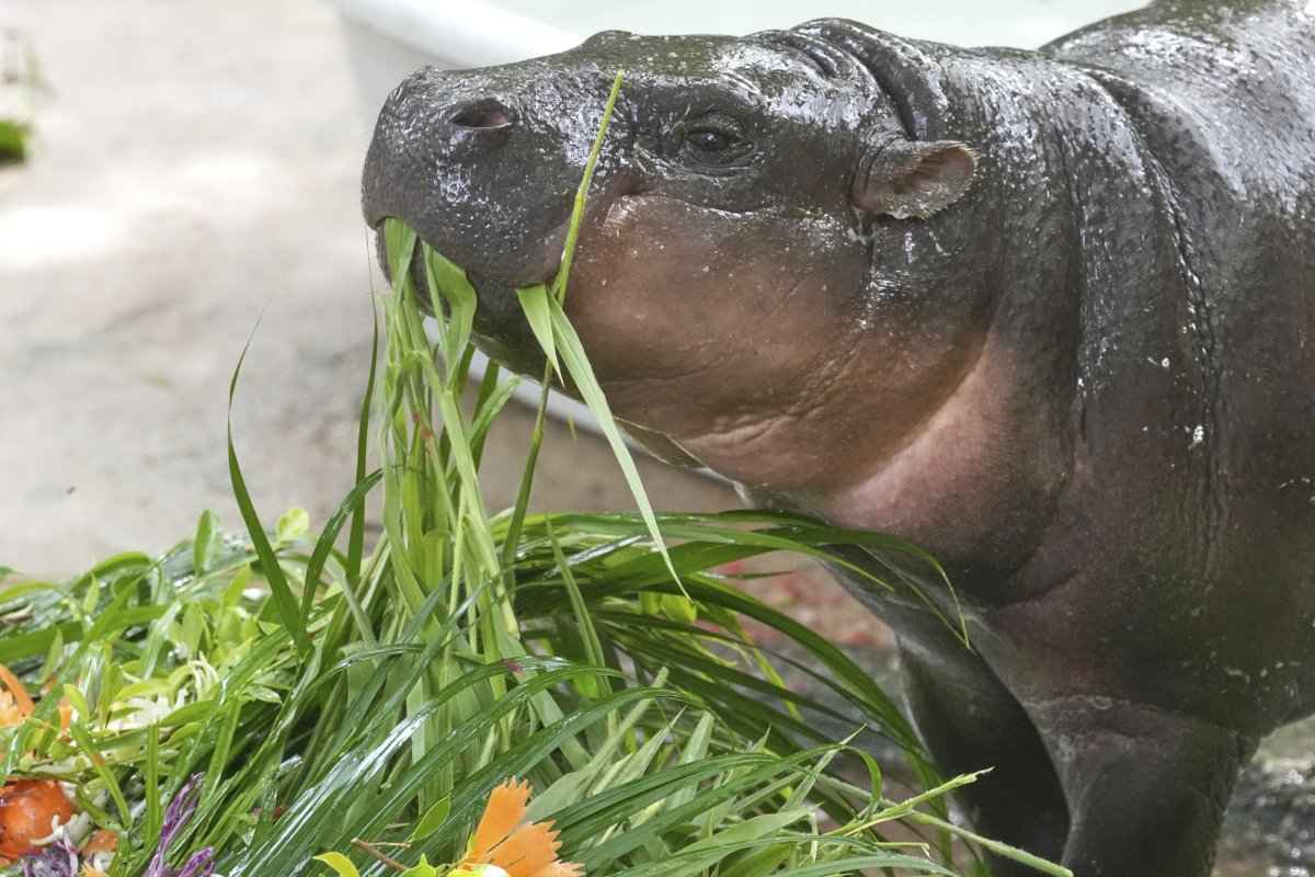 Baby pygmy hippo Moo Deng eats fruit 