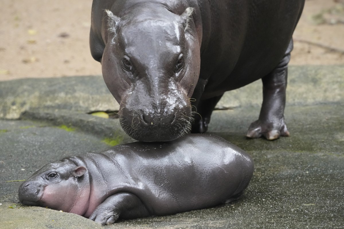 Moo Deng at just two months old