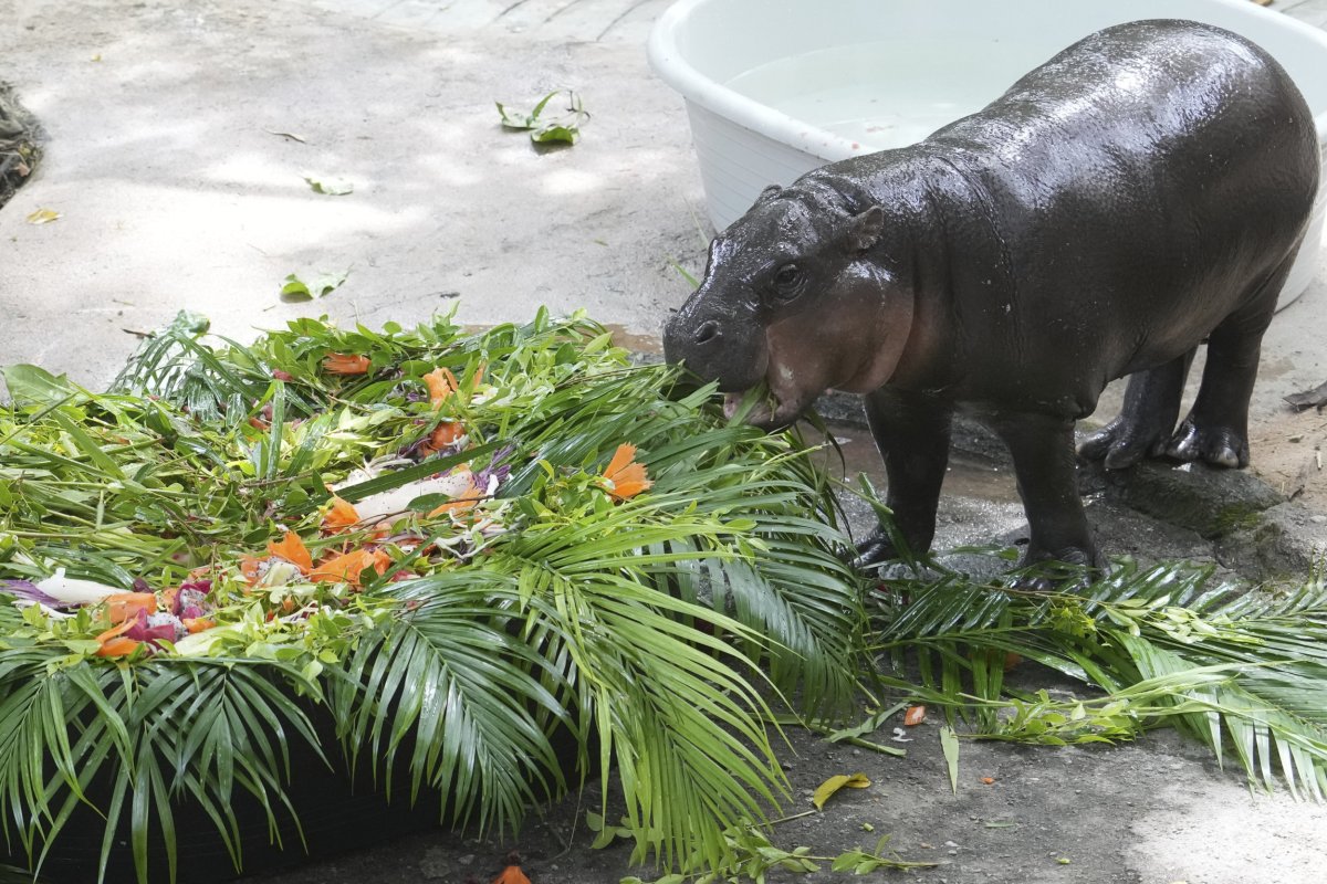 Moo Deng eats her birthday 'cake' platter