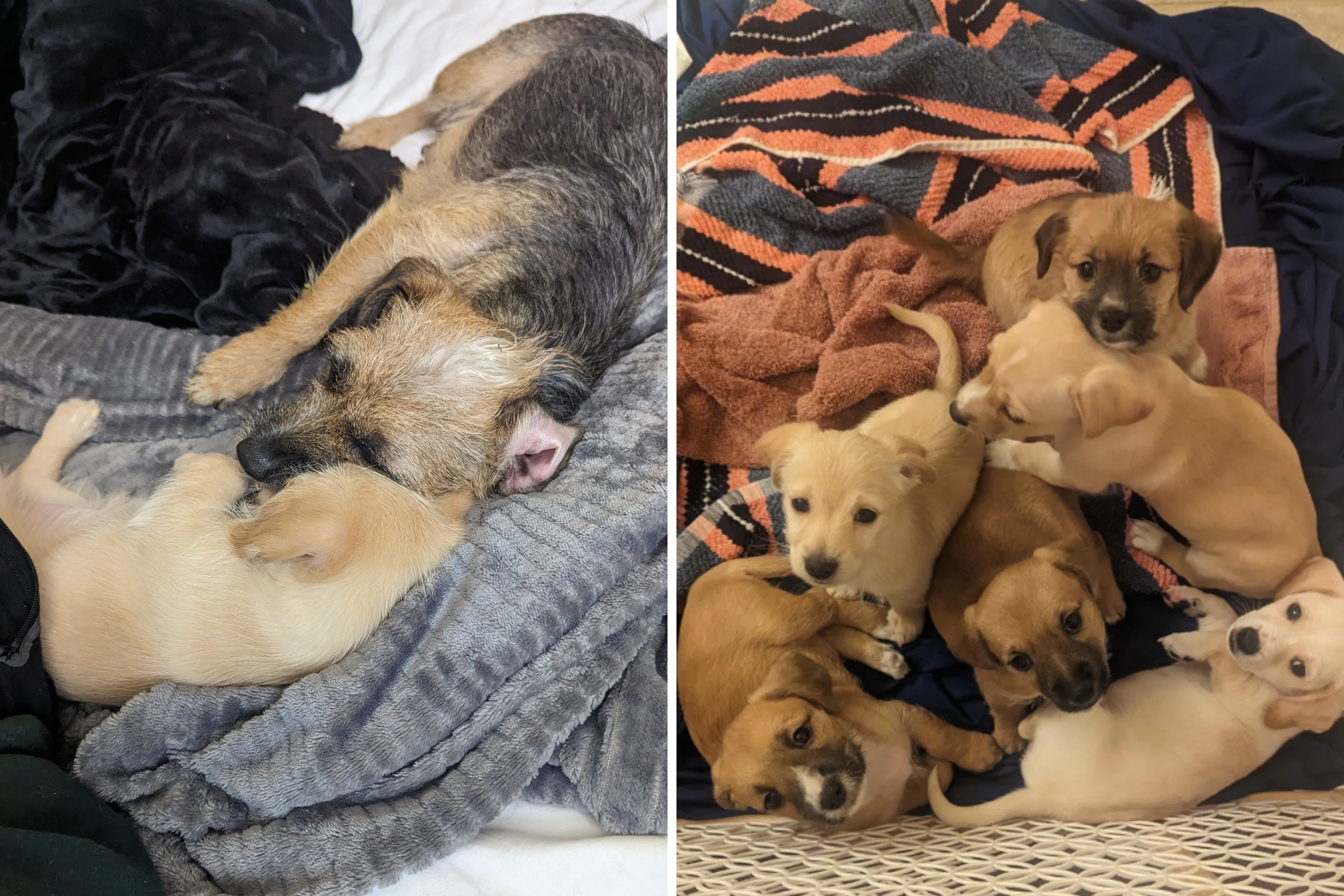 Man Rescues Stray Dog During Hurricane&mdash;Realizes She Was Hiding a Surprise