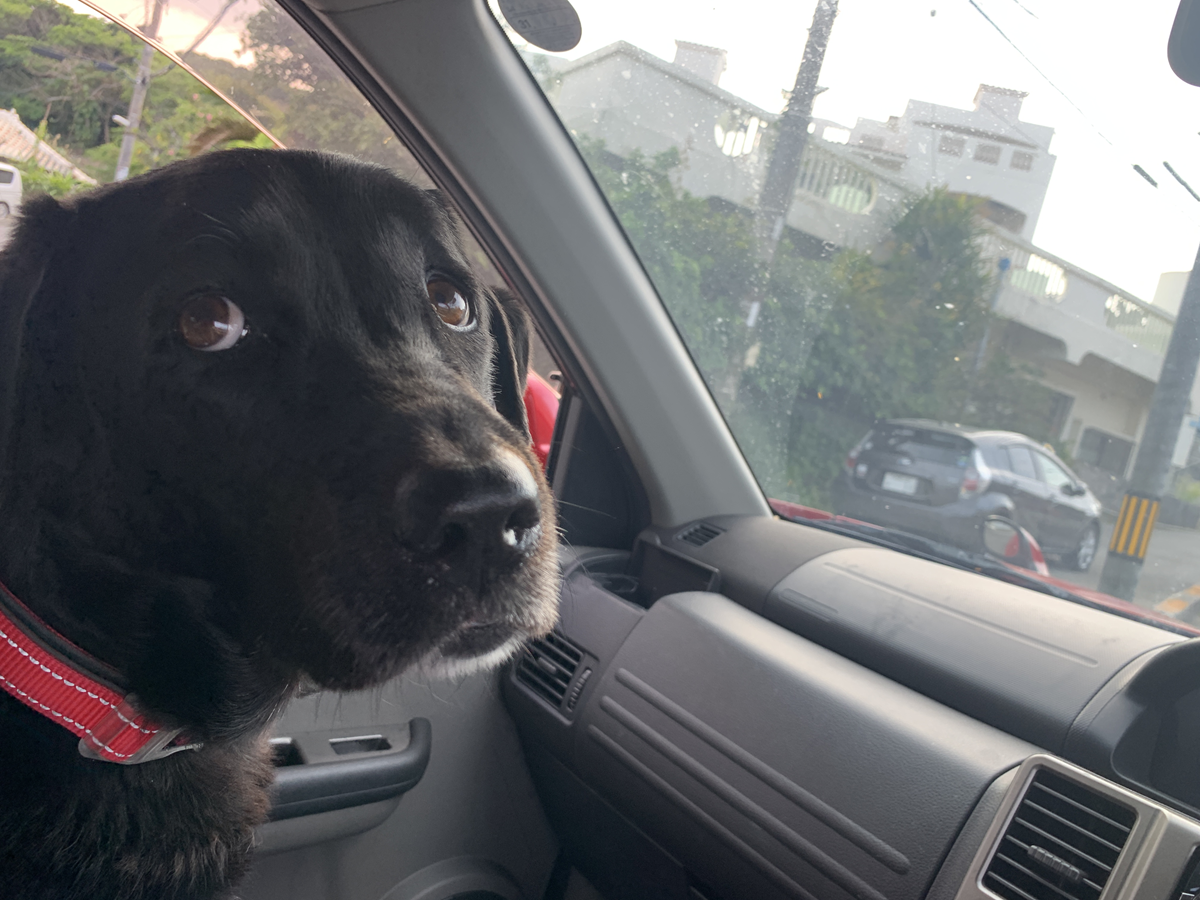 Labrador Has Sedative at Vets, Hysterics Over What Happens in Car