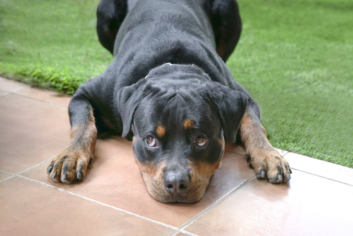 Rottweiler