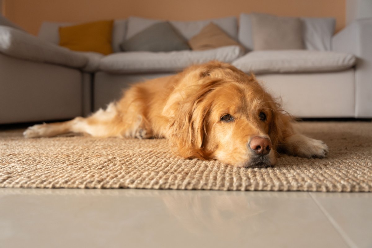 Golden retriever laying on a floor.