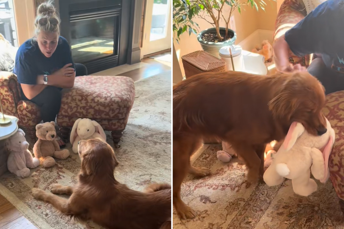 Dog choosing stuffie