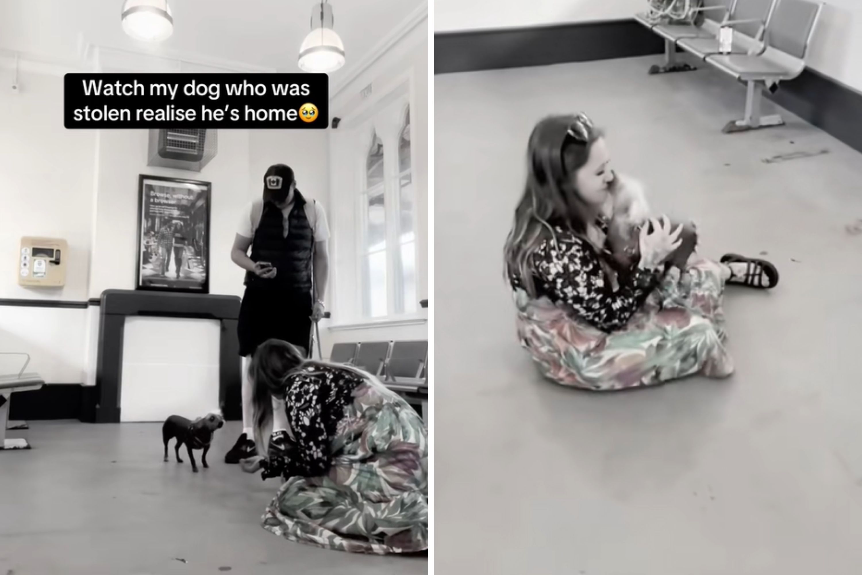 Moment Stolen Dog Knows Hes Home Again With His Family
