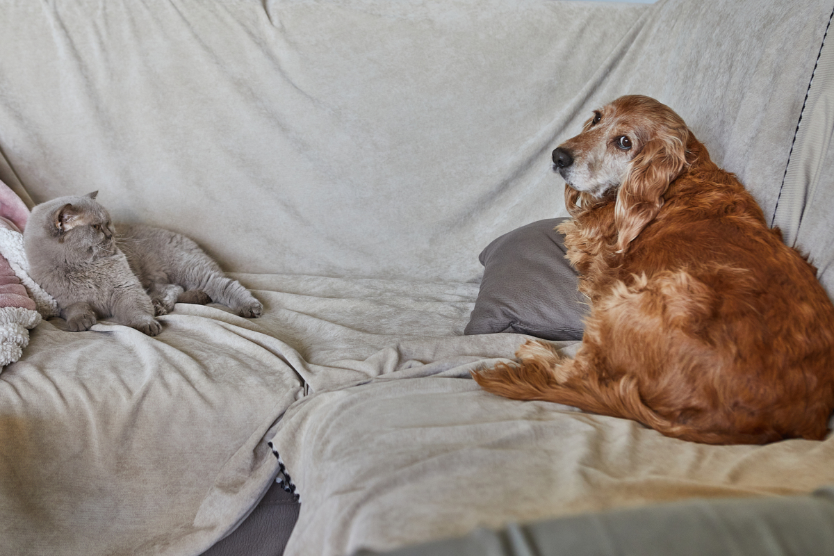 A stock image of cat and dog.