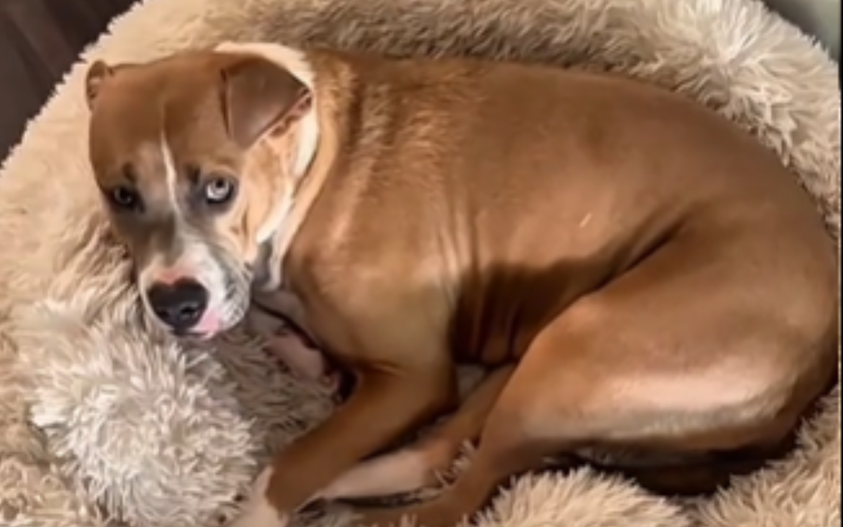 Mama Eve is struggling to get adopted.