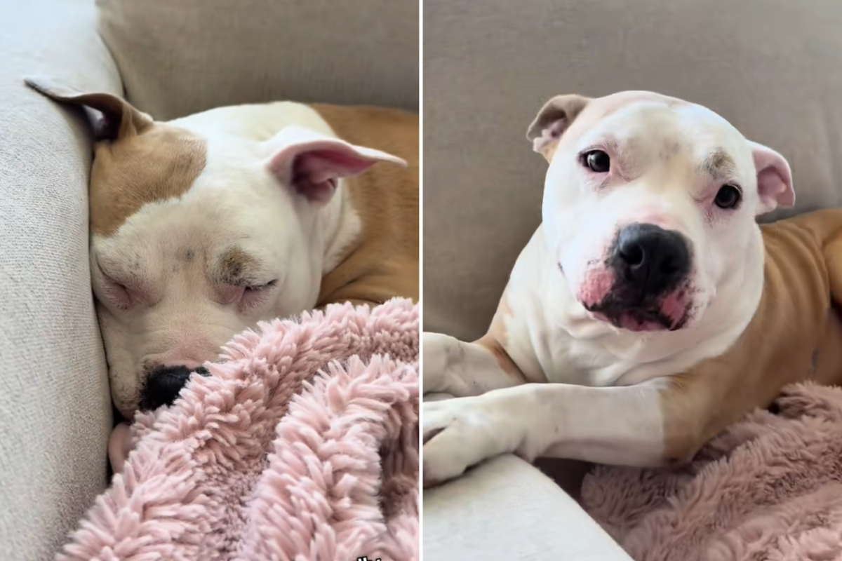 Deaf dog waking up