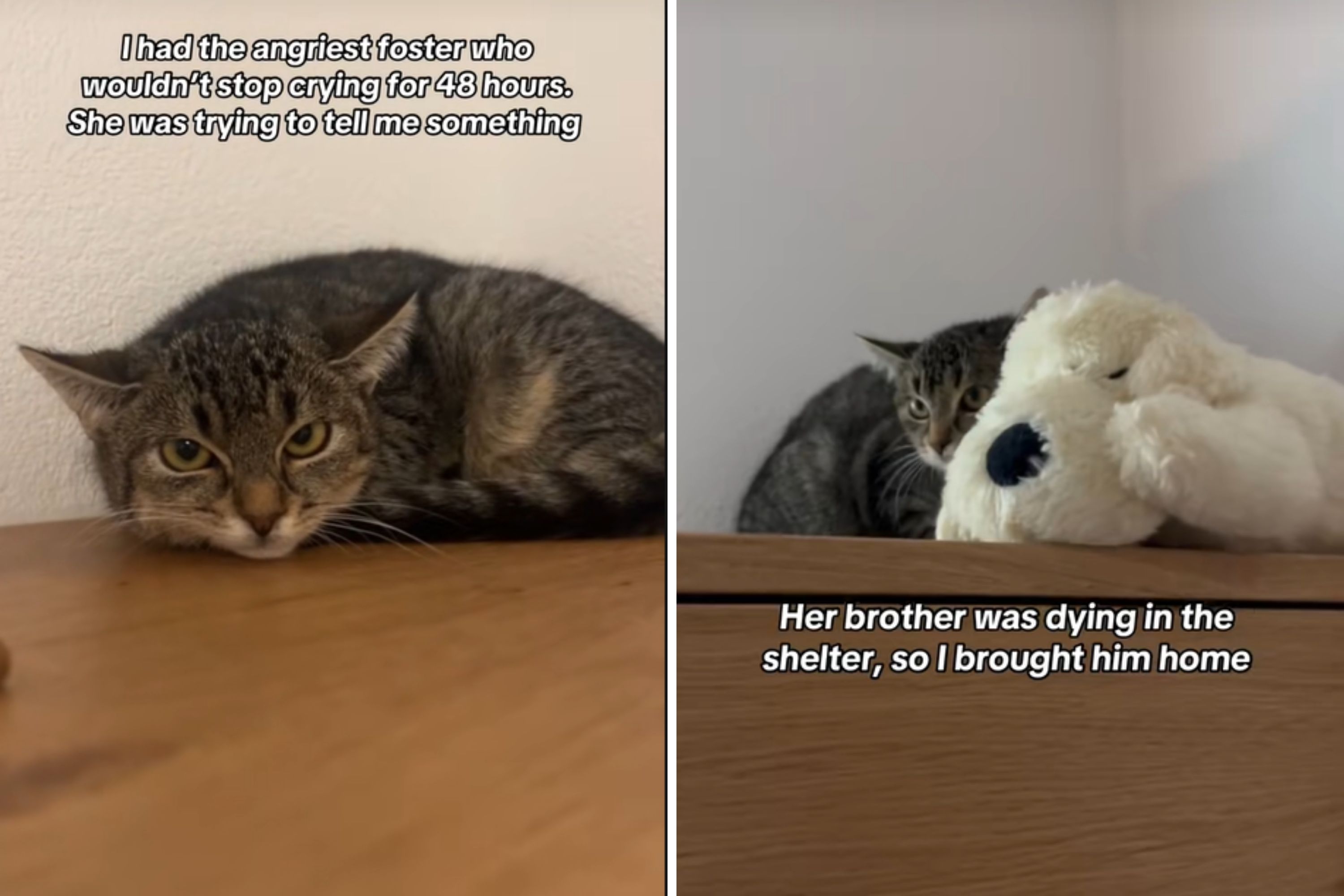 Why Does Cat Cry With Toy: Surprising Reasons Explained