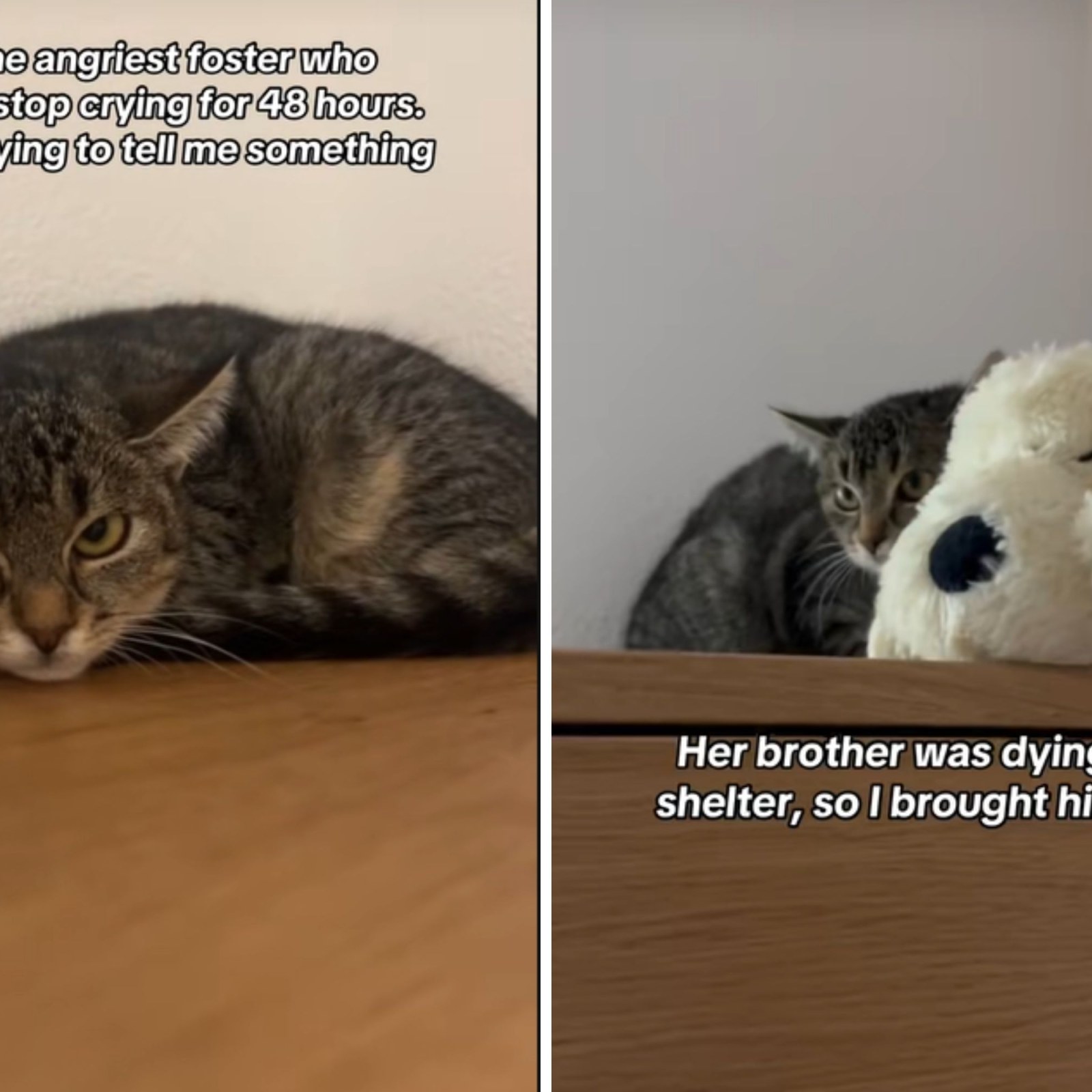 Why Does Cat Cry With Toy: Surprising Reasons Explained